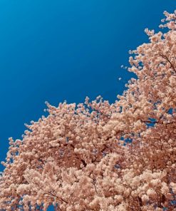 Cherry Blossom Under Blue Sky painting by numbers