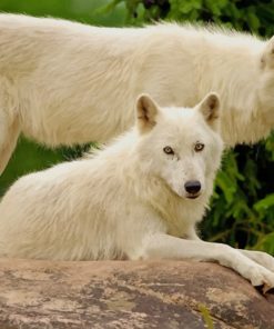 White Wolves On A Rock paint by numbers