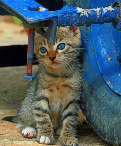 Wild Kitten With Blue Eyes painting by numbers