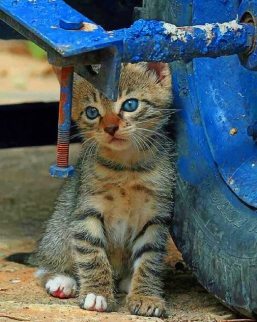 Wild Kitten With Blue Eyes painting by numbers