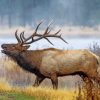 Wyoming Elks paint by numbers