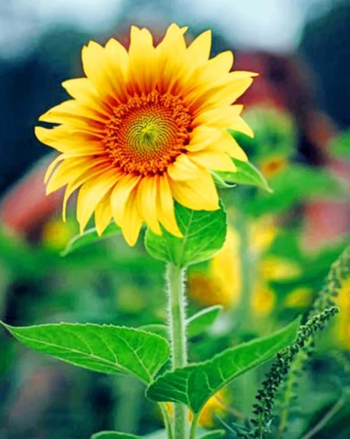 Lone Yellow Sun Flower paint by numbers