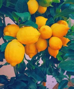 Yellow Lemon Tree painting by numbers
