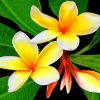 Yellow Plumeria painting by numbers