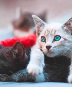 Blue Eyed Kittens paint by numbers