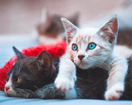 Blue Eyed Kittens paint by numbers