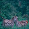 Zebra Donkeys In The Forest paint by numbers