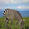 Zebra Standing On Green Grass Field painting by numbers
