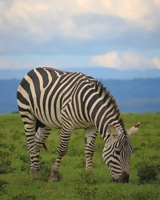 Zebra Standing On Green Grass Field painting by numbers