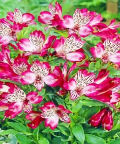 Alstroemeria Bouquet paint by numbers