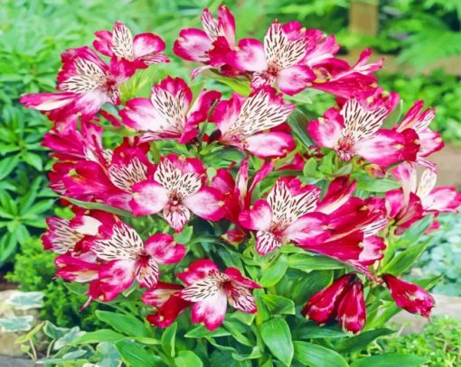 Alstroemeria Bouquet paint by numbers