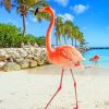 Aruba Flamingo Beach paint by numbers