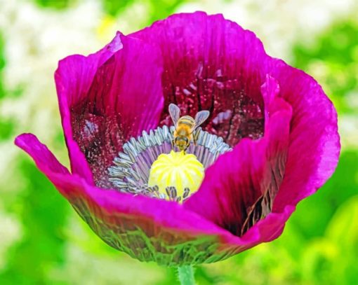 Bee On Purple Poppy paint by numbers