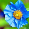 Blue Poppy paint by numbers
