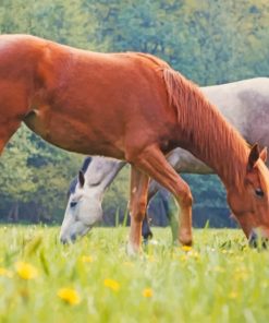 Brown And Blonde Horse paint by numbers