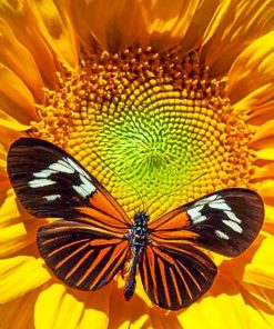Butterfly On Flower paint By Numbers