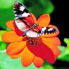 Butterfly On Flower paint by numbers
