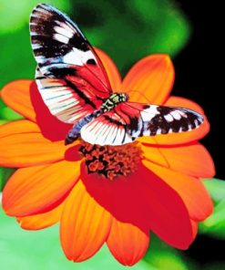 Butterfly On Flower paint by numbers
