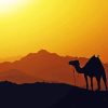 Camel Silhouette paint by numbers