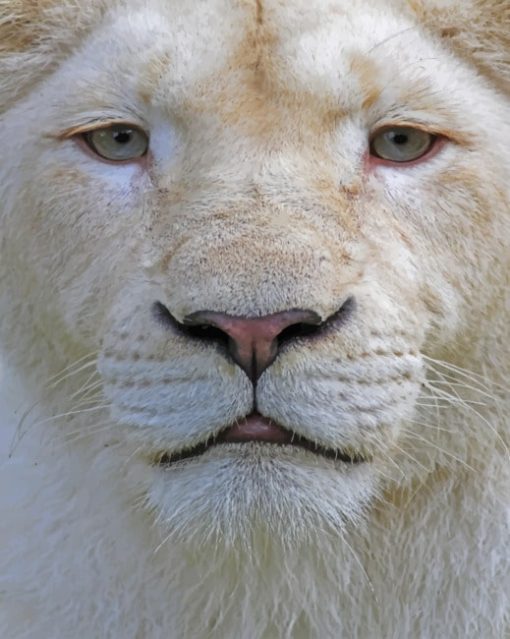 Close Up White Lion paint By Numbers