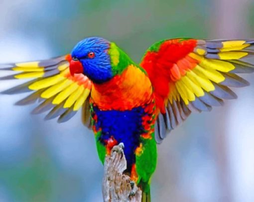 Colorful Lorikeet paint by numbers