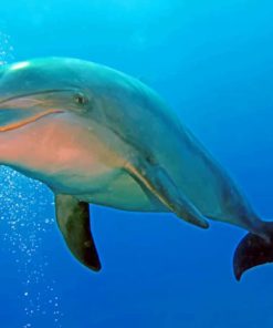 Dolphin Under Water paint by numbers