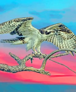 Falcon Bird paint by numbers