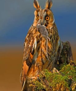 Great Horned Owl paint By Numbers