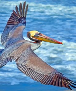Grey Pelican paint by numbers