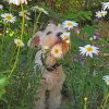 Puppy In Flowers Field paint by numbers
