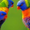 Multicolored Birds Paint by numbers
