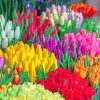 Multicolored Tulips Paint by numbers