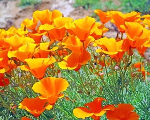 Orange California Poppies paint by numbers