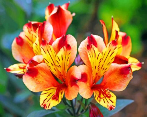 Peruvian Lily paint by numbers