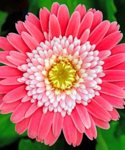 Pink Aster paint by numbers