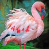 Pink Flamingo paint by numbers