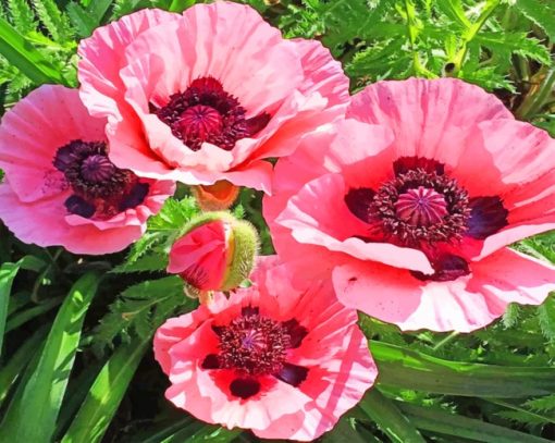Pink Poppies paint by numbers