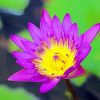 Purple Waterlily paint by numbers