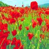 Red Poppy Field paint by numbers