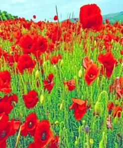 Red Poppy Field paint by numbers
