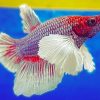 Red And White Betta Fish paint by numbers
