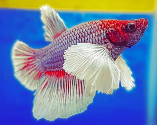 Red And White Betta Fish paint by numbers