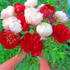 Red And White Peonies Flowers paint by numbers