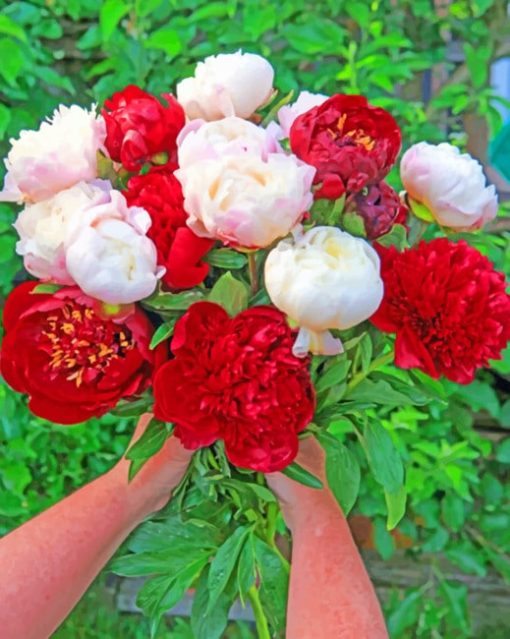 Red And White Peonies Flowers paint by numbers