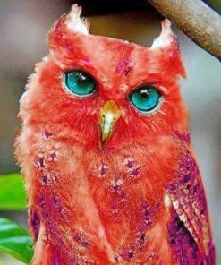 Red Owl paint by Numbers