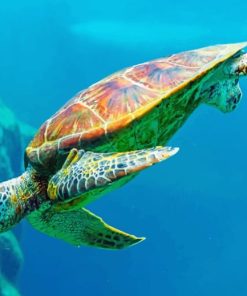 Sea Turtle paint by numbers