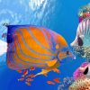 Tropical Fishes Under Water paint by numbers