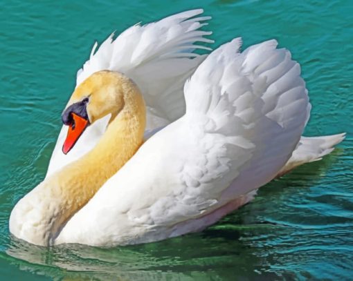 White Swan On Water paint by numbers