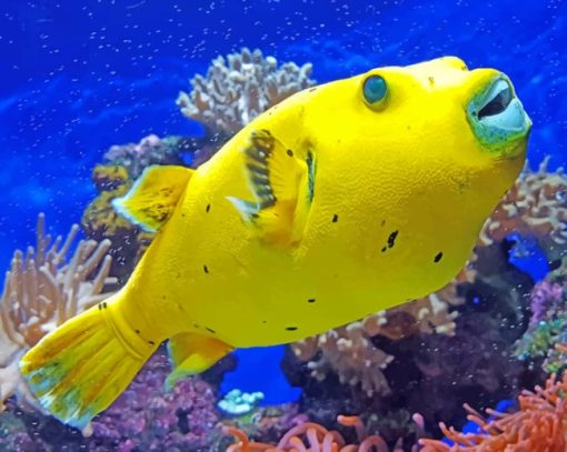 Yellow Tropical Fish paint by numbers