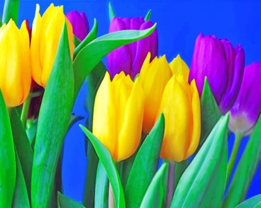 Yellow And Purple Tulips paint by numbers